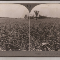 Kansas Cornfield
