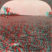 Kansas Cornfield