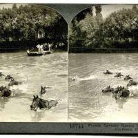 French Cavalry horses swimming river